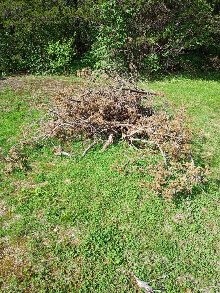 A pile of branches from a cedar tree, cut up into sections ranging from 2m to 3m in length.
