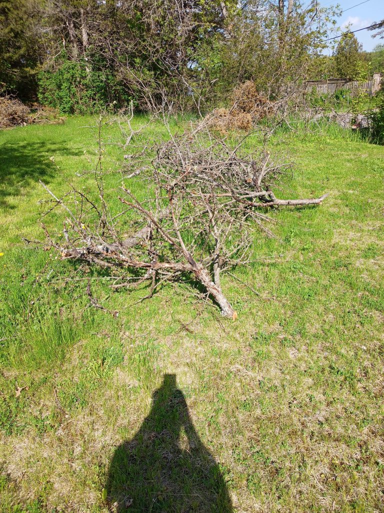 A series of branches from an apple tree cut into lengths ranging from 2m to 3m.